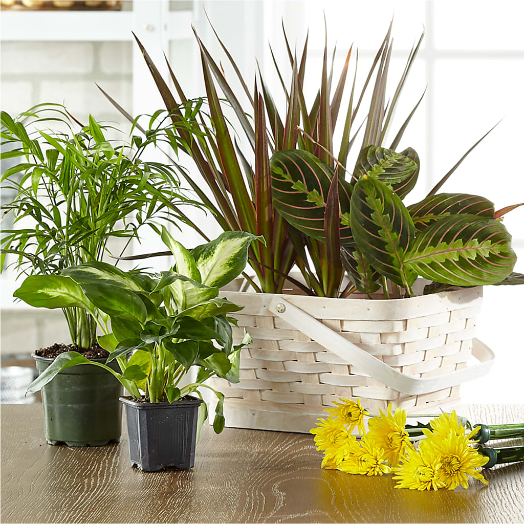 Florist Designed Blooming and Green Plants in a Basket – CHRISTINE'S CREATIONS FLOWER SHOP, West Haven CT