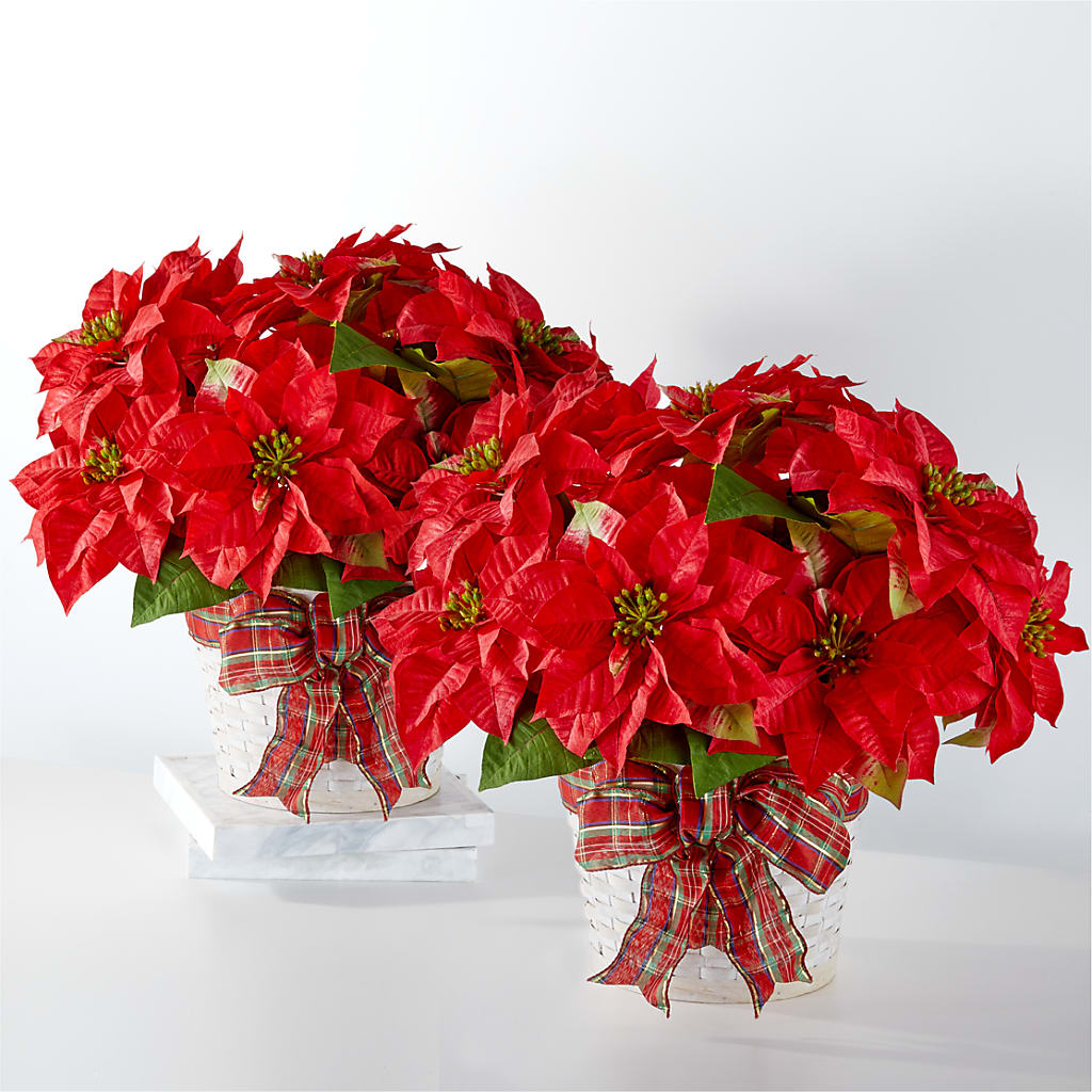 Happiest Holidays Poinsettia Bundle – CHRISTINE'S CREATIONS FLOWER SHOP, West Haven CT