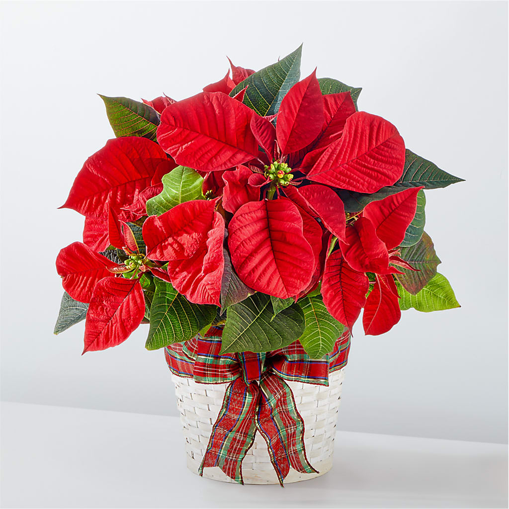 Happiest Holidays Poinsettia – CHRISTINE'S CREATIONS FLOWER SHOP, West Haven CT