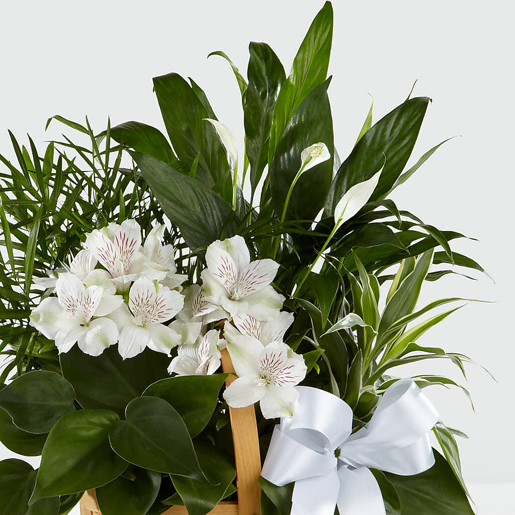 Peace & Serenity Dishgarden – CHRISTINE'S CREATIONS FLOWER SHOP, West Haven CT