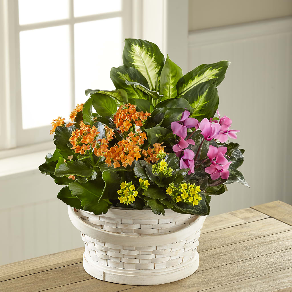 Color Crush Dishgarden – CHRISTINE'S CREATIONS FLOWER SHOP, West Haven CT