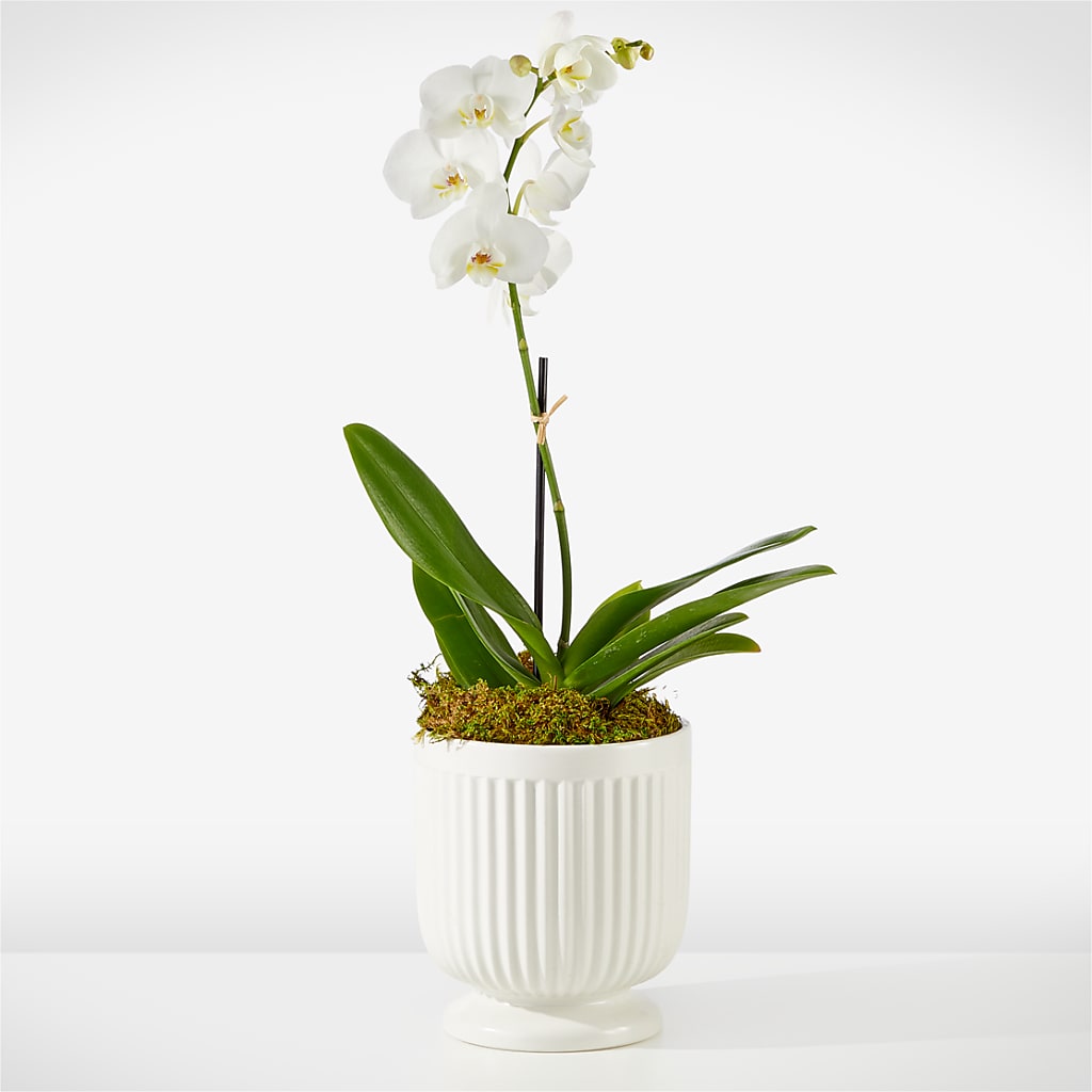 Whispering White Orchid – CHRISTINE'S CREATIONS FLOWER SHOP, West Haven CT