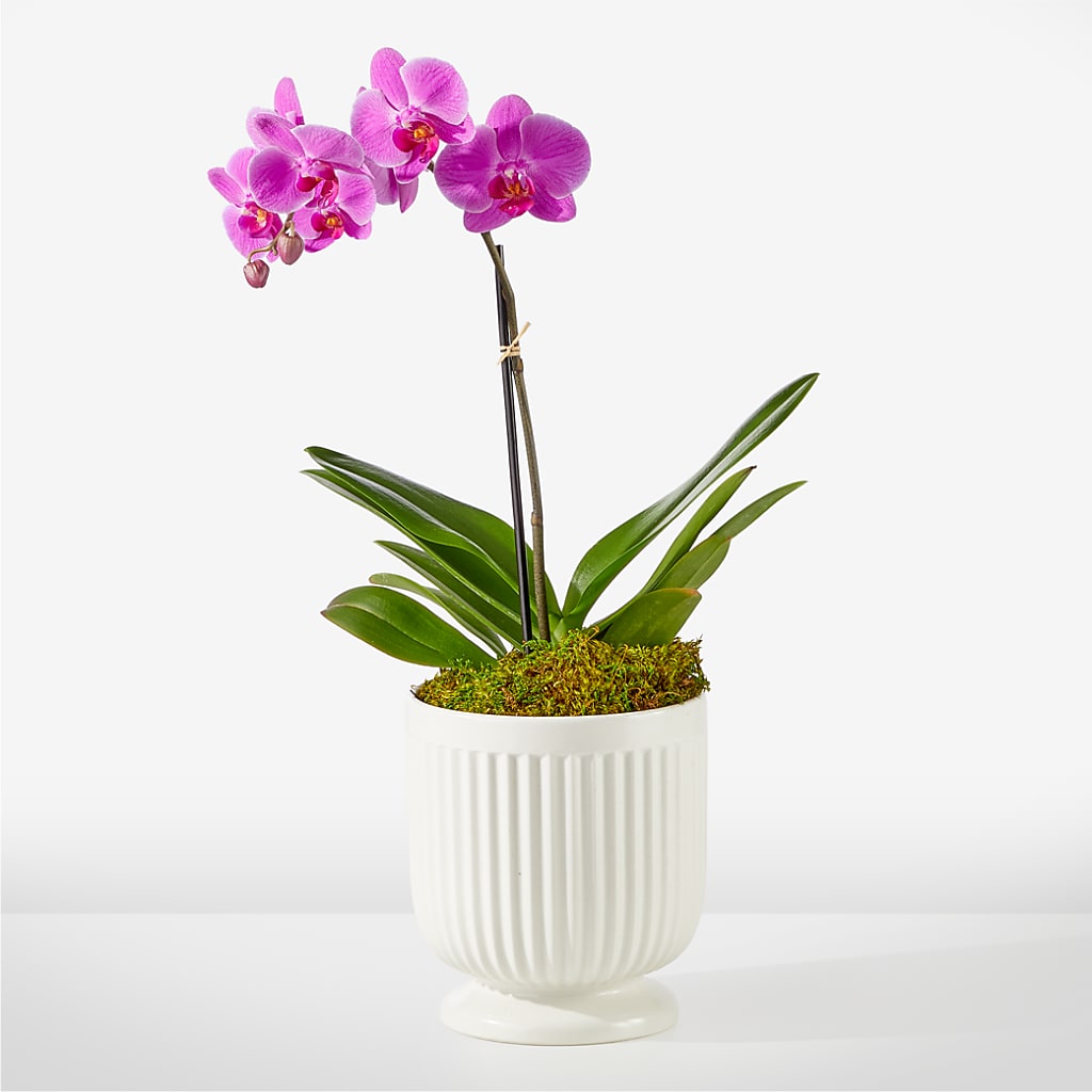 Friendly Fuchsia Orchid – CHRISTINE'S CREATIONS FLOWER SHOP, West Haven CT