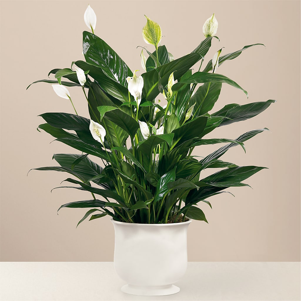 Comfort Planter – CHRISTINE'S CREATIONS FLOWER SHOP, West Haven CT