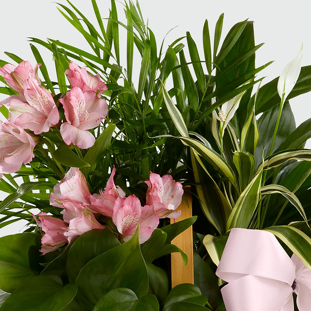 Living Spirit Dishgarden – CHRISTINE'S CREATIONS FLOWER SHOP, West Haven CT