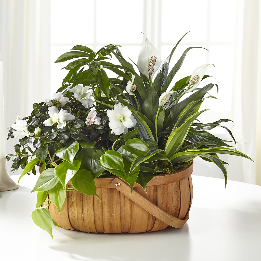 Serene Dishgarden – CHRISTINE'S CREATIONS FLOWER SHOP, West Haven CT