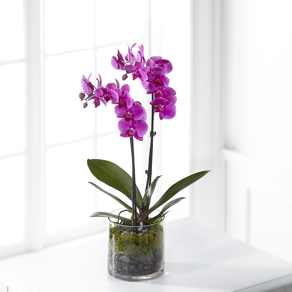 Pink Orchid Plant – CHRISTINE'S CREATIONS FLOWER SHOP, West Haven CT