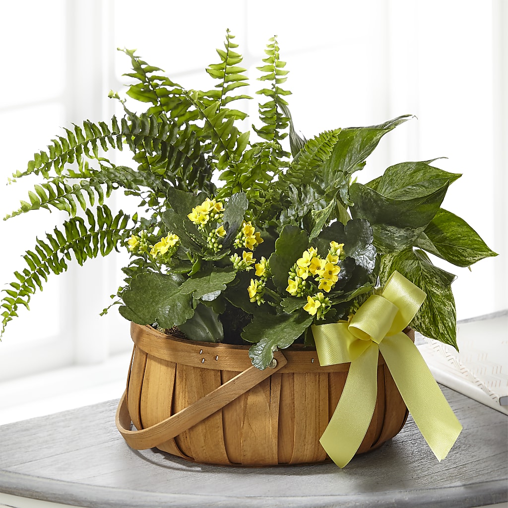 Always Dear Dishgarden – CHRISTINE'S CREATIONS FLOWER SHOP, West Haven CT