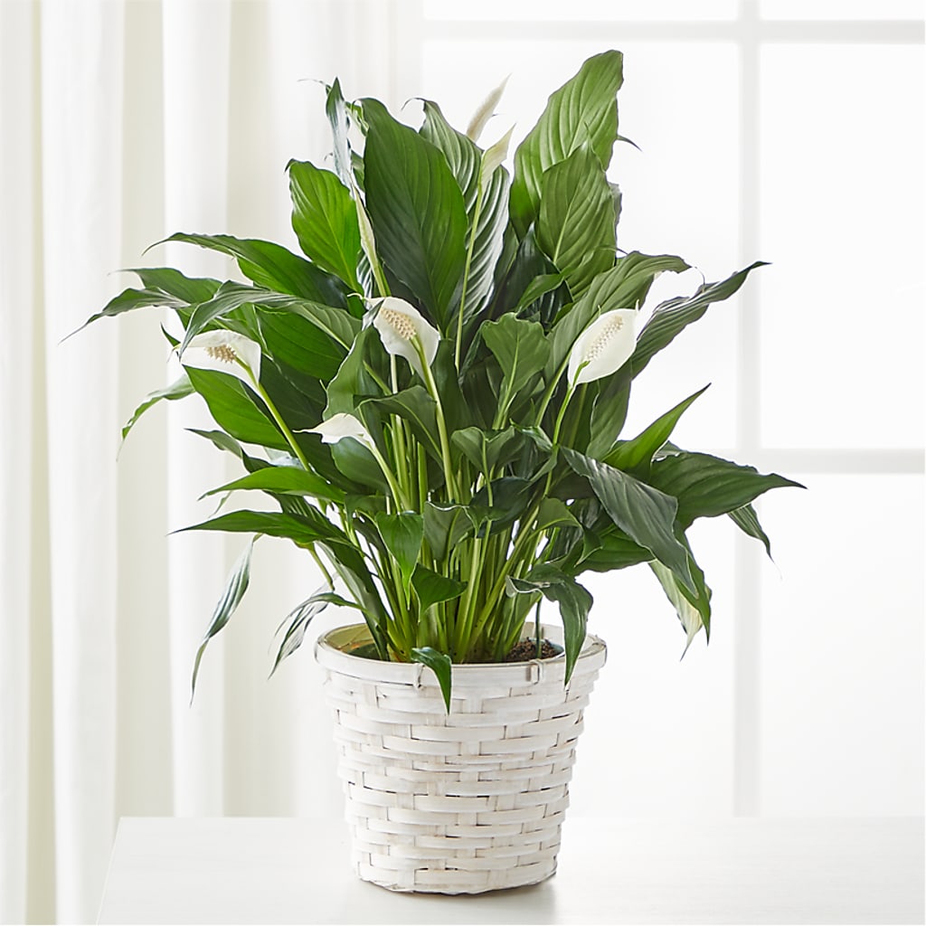 A New Leaf Peace Lily – CHRISTINE'S CREATIONS FLOWER SHOP, West Haven CT