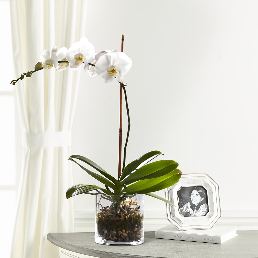 White Orchid Planter – CHRISTINE'S CREATIONS FLOWER SHOP, West Haven CT