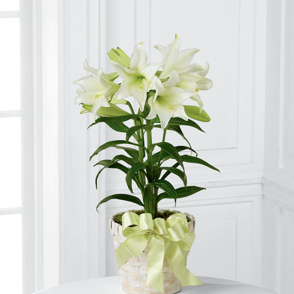 Easter Lily Plant – CHRISTINE'S CREATIONS FLOWER SHOP, West Haven CT
