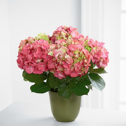 Pink Hydrangea Planter – CHRISTINE'S CREATIONS FLOWER SHOP, West Haven CT