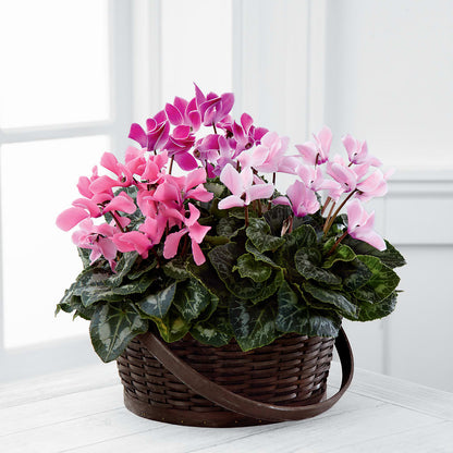 Mixed Cyclamen Planter – CHRISTINE'S CREATIONS FLOWER SHOP, West Haven CT