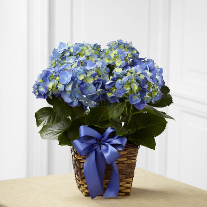 Blue Hydrangea Planter – CHRISTINE'S CREATIONS FLOWER SHOP, West Haven CT
