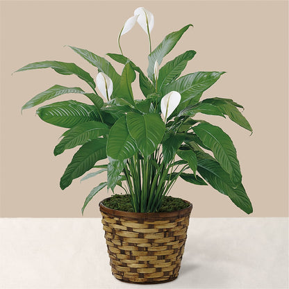 Tranquil Moments Peace Lily Plant – CHRISTINE'S CREATIONS FLOWER SHOP, West Haven CT