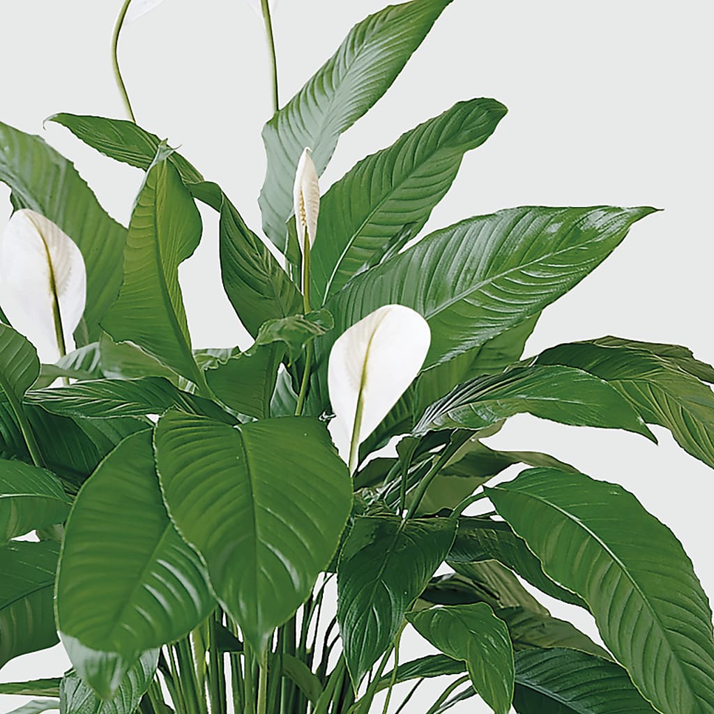 Tranquil Moments Peace Lily Plant – CHRISTINE'S CREATIONS FLOWER SHOP, West Haven CT