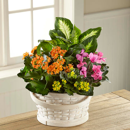 Color Crush Dishgarden – CHRISTINE'S CREATIONS FLOWER SHOP, West Haven CT