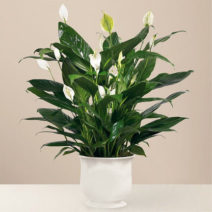 Comfort Planter – CHRISTINE'S CREATIONS FLOWER SHOP, West Haven CT