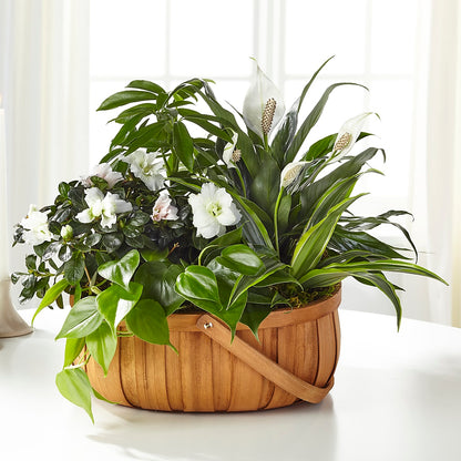 Serene Dishgarden – CHRISTINE'S CREATIONS FLOWER SHOP, West Haven CT