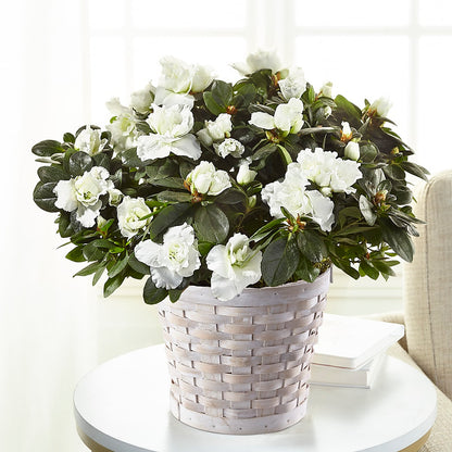 White Azalea Plant – CHRISTINE'S CREATIONS FLOWER SHOP, West Haven CT