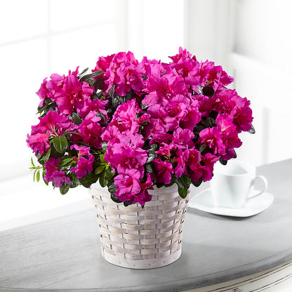 Hope & Serenity Azalea Plant – CHRISTINE'S CREATIONS FLOWER SHOP, West Haven CT