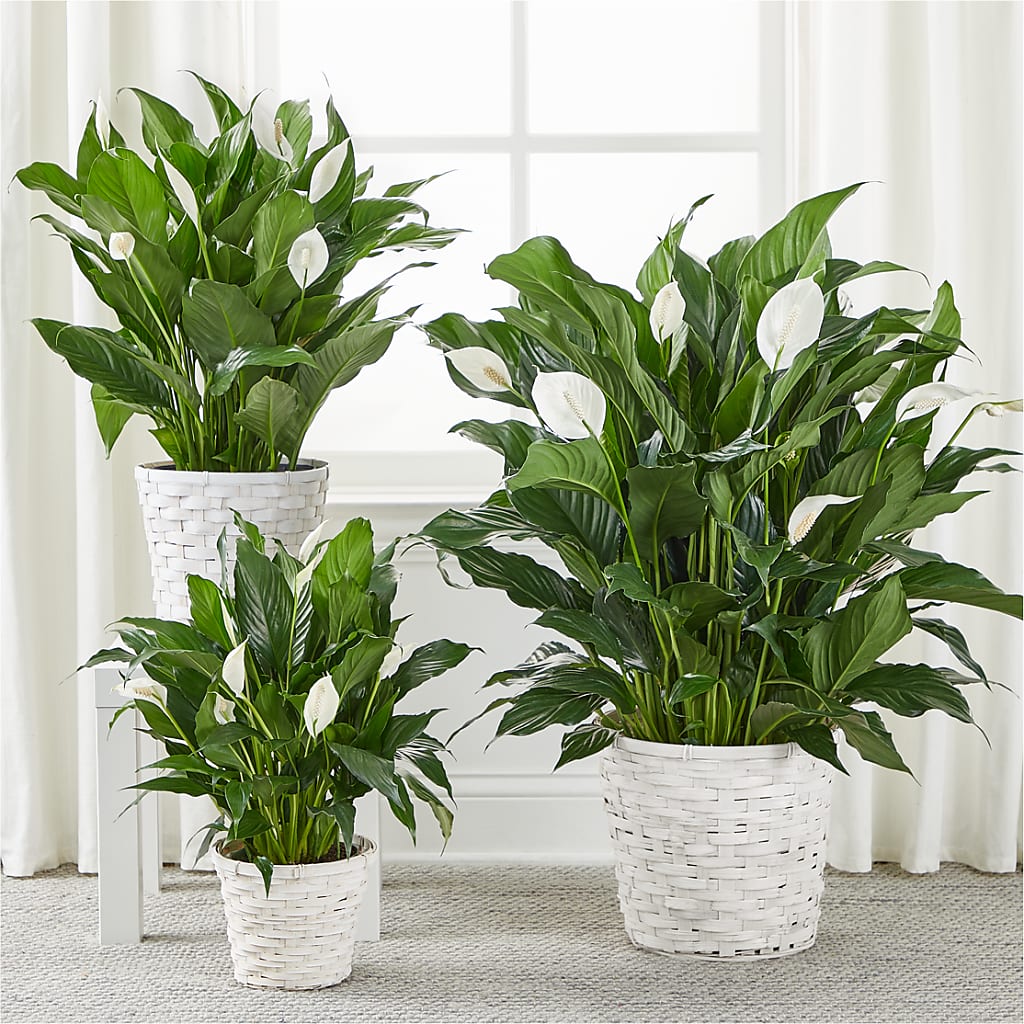 A New Leaf Peace Lily – CHRISTINE'S CREATIONS FLOWER SHOP, West Haven CT