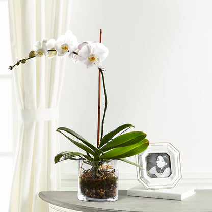 White Orchid Planter – CHRISTINE'S CREATIONS FLOWER SHOP, West Haven CT